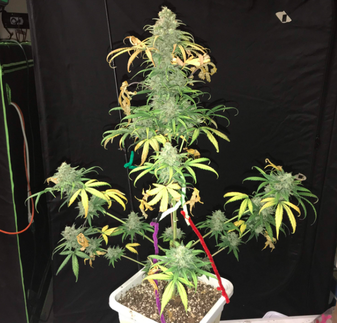Dojrzały krzew marihuany w uprawie