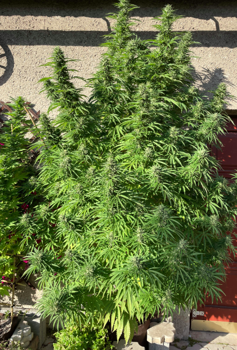 Jak wygląda uprawa marihuany - krzew