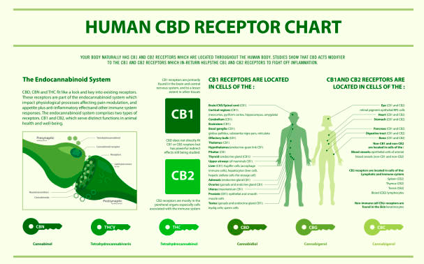 Receptory kanabinoidowe w ciele człowieka