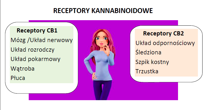 Receptory kannabinoidowe CB1 i CB2