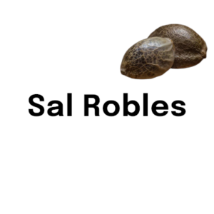 Sal Robles