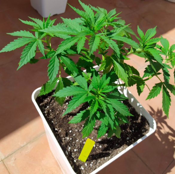marihuana w 6 tygodni wzrostu