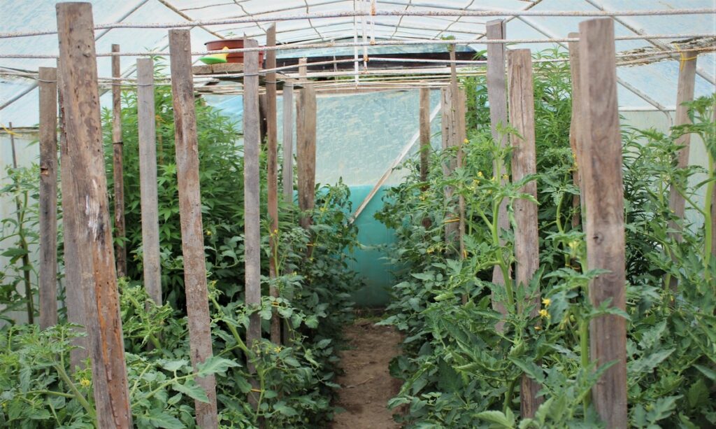 rośliny marihuany pomiędzy pomidorami