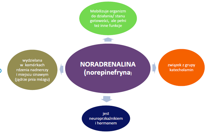 Czym jest noradrenalina - tabela