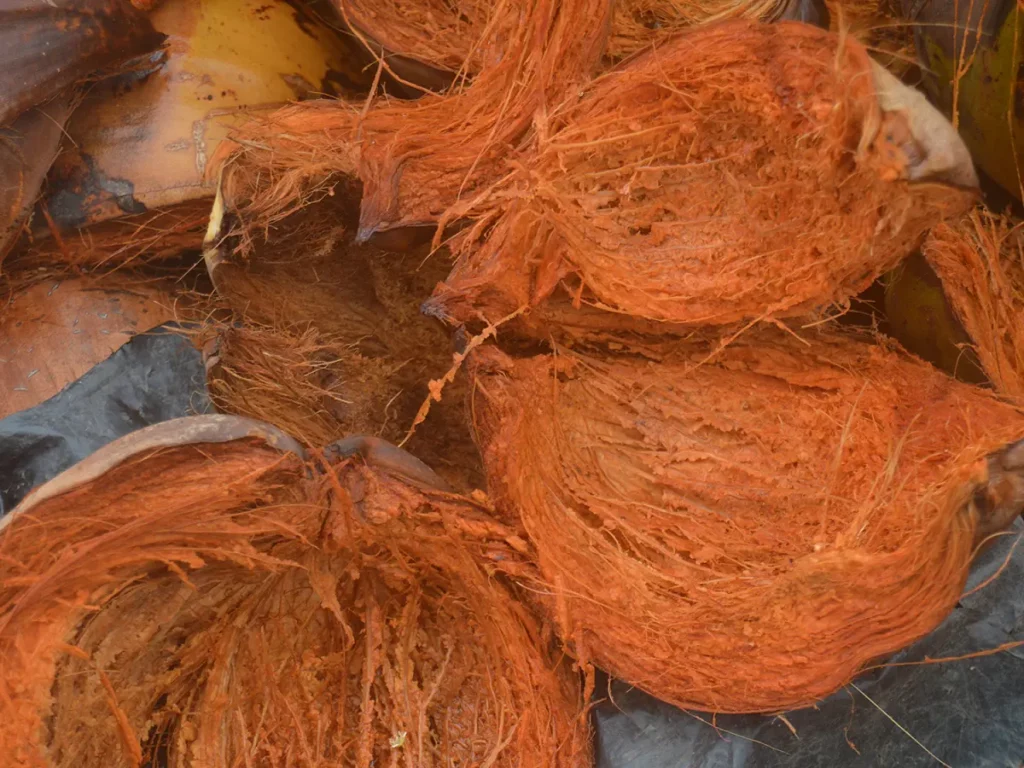 Włókno kokosowe pochodzące z okrywy nasiennej