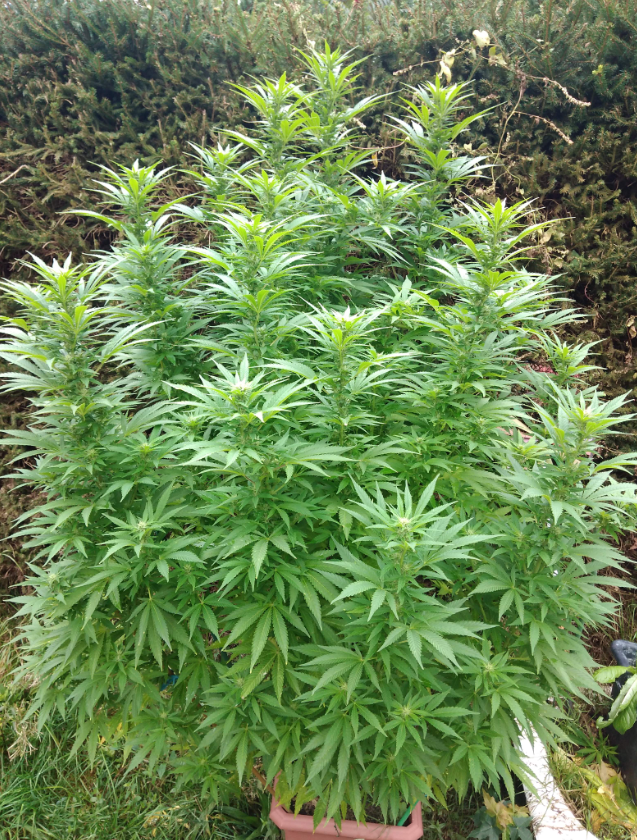 Royal Moby od Royal Queen Seeds