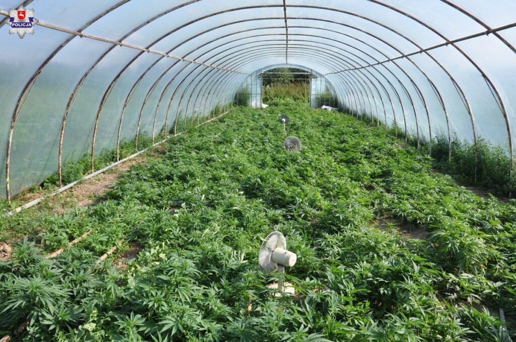 duża uprawa marihuany w tunelach foliowych