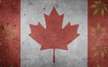 kanadyjska flaga z liśćmi konopi