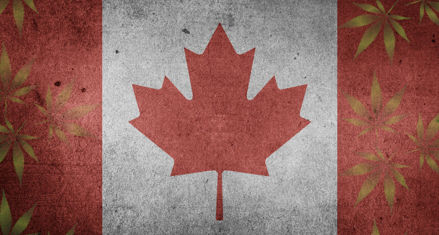 kanadyjska flaga z liśćmi konopi