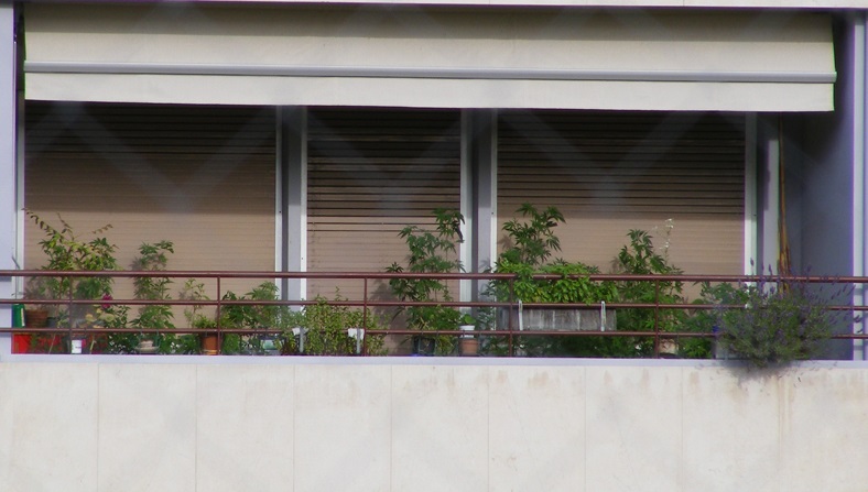 marihuana w donicach na balkonie