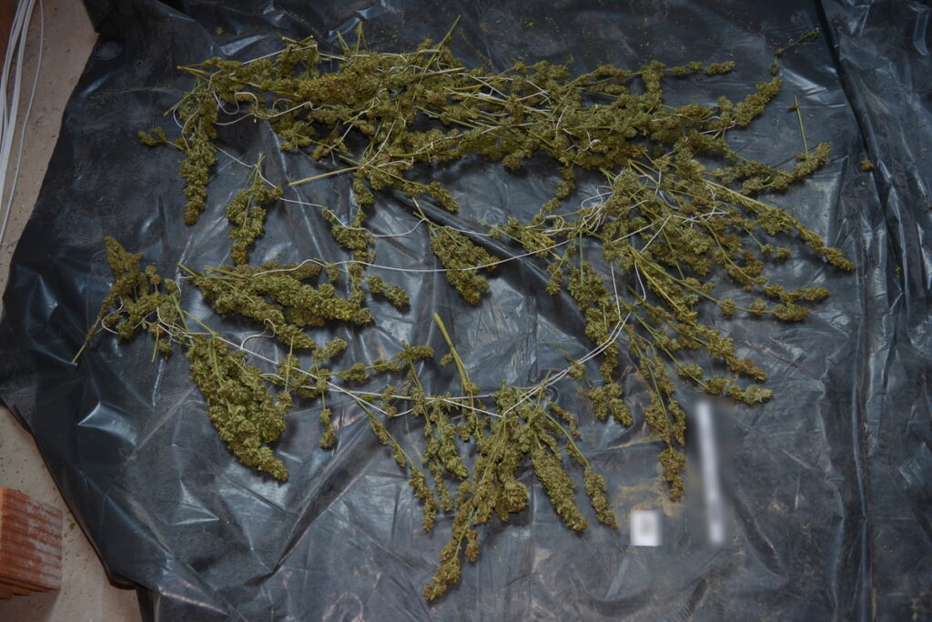 marihuana w trakcie suszenia na sznurkach w koninie