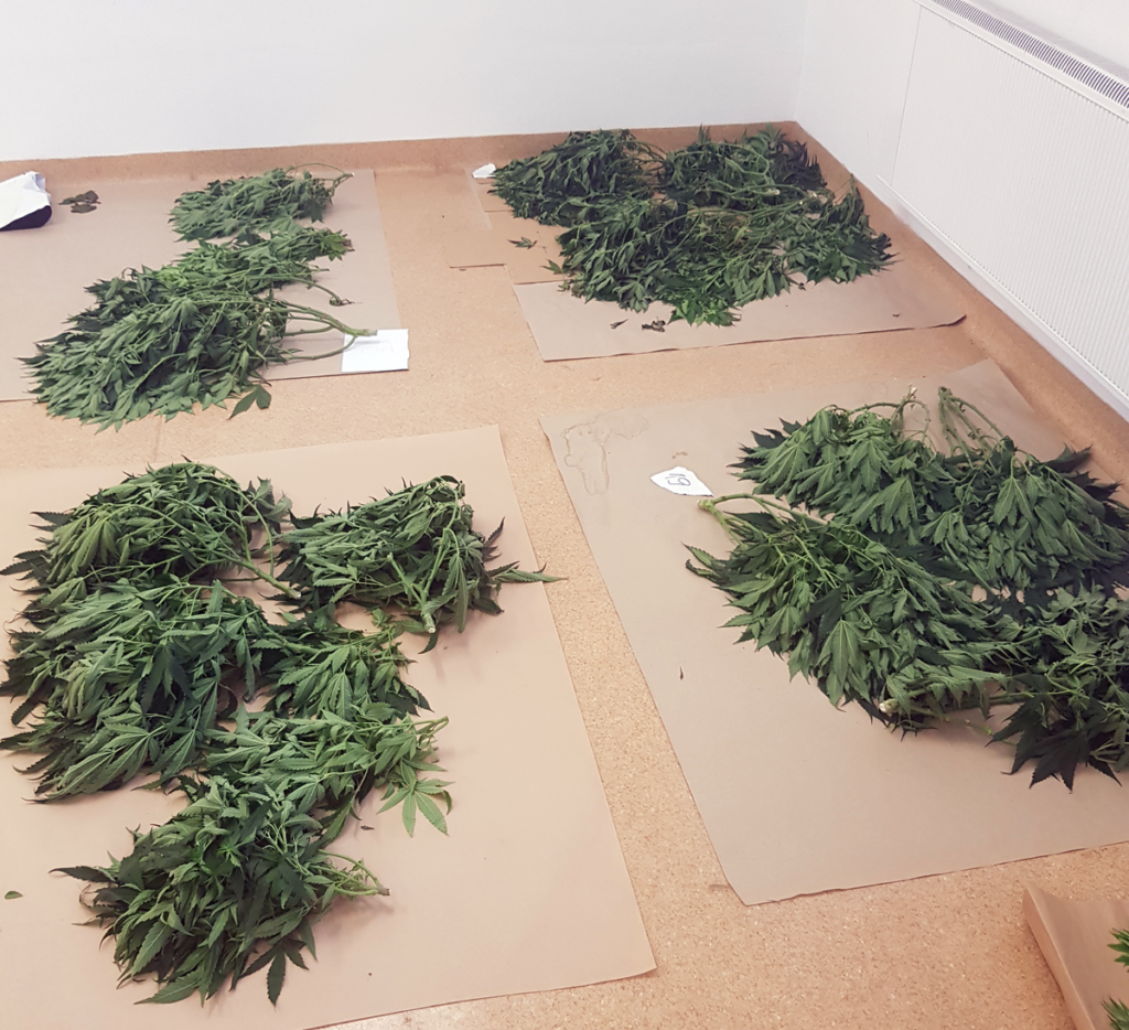 marihuana zabezpieczona w trakcie akcji policyjnej w Koszalinie