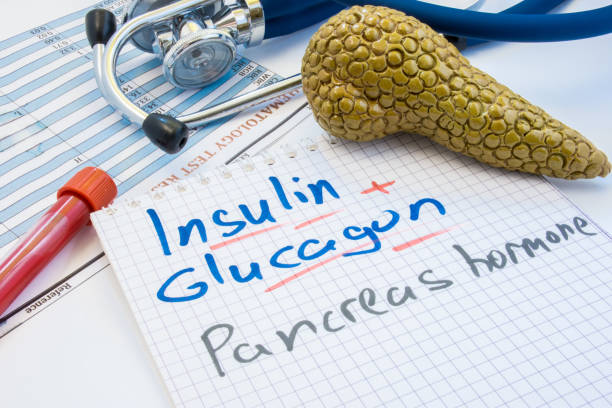 model trzustki - napis insulina, glukagon