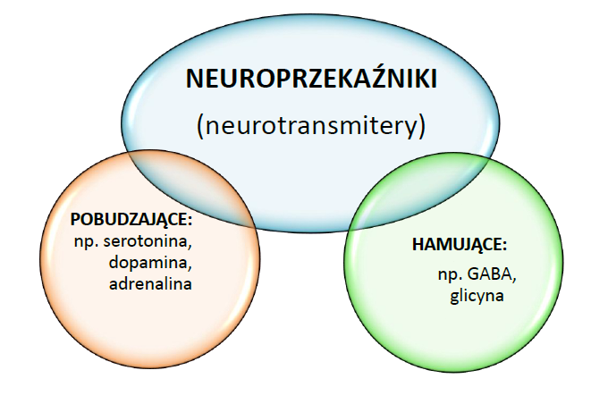 podział neuroprzekaźników