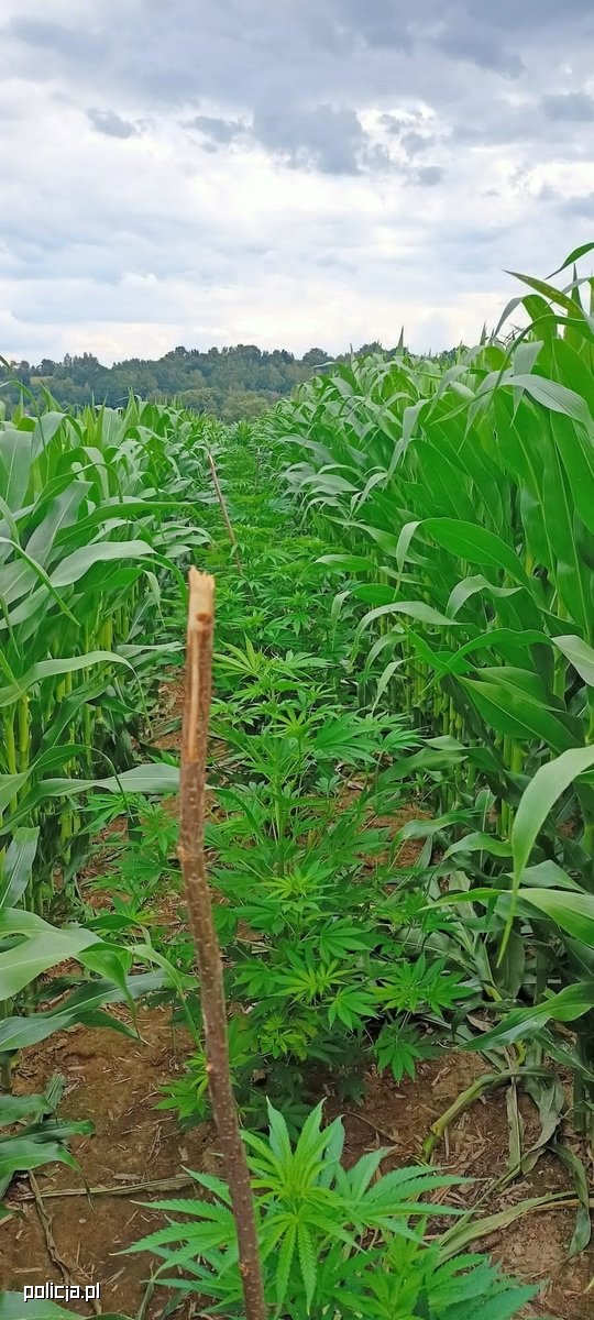 plantacja marihuany pod krakowem