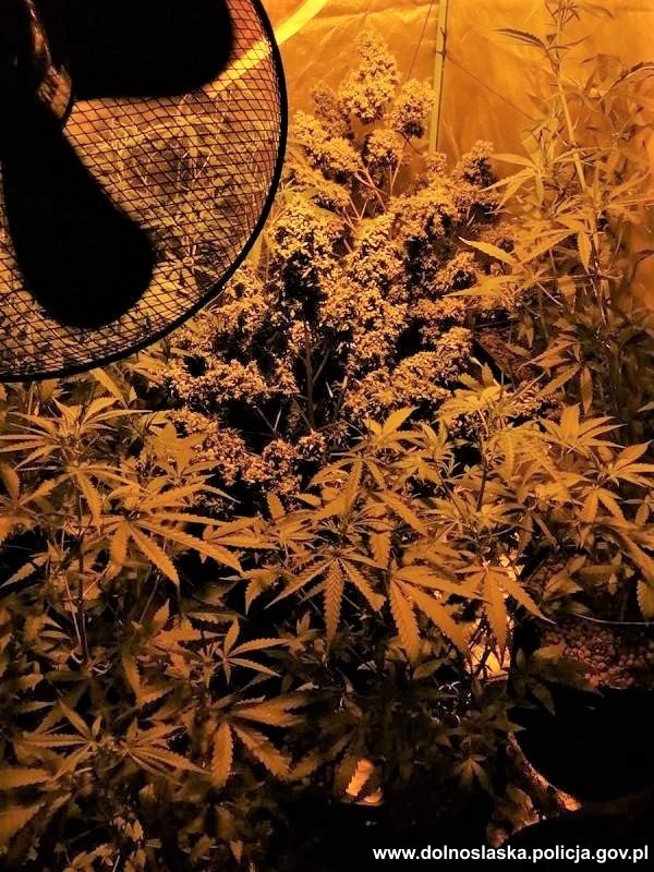 growbox z sadzonkami marihuany w Trzebnicy