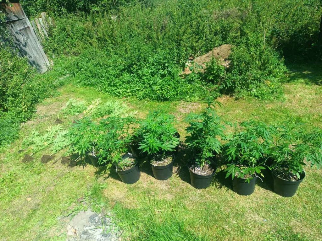 marihuana w ogrodzie w Iłży