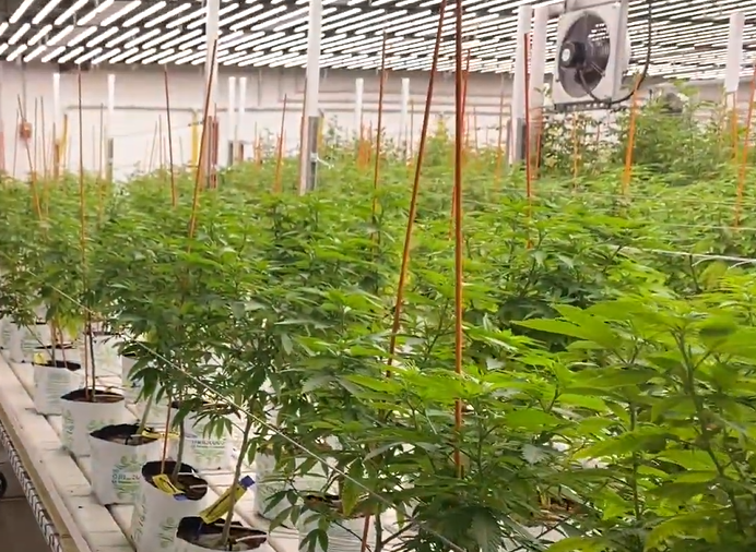 ogromna indoorowa plantacja marihuany na cele medyczne