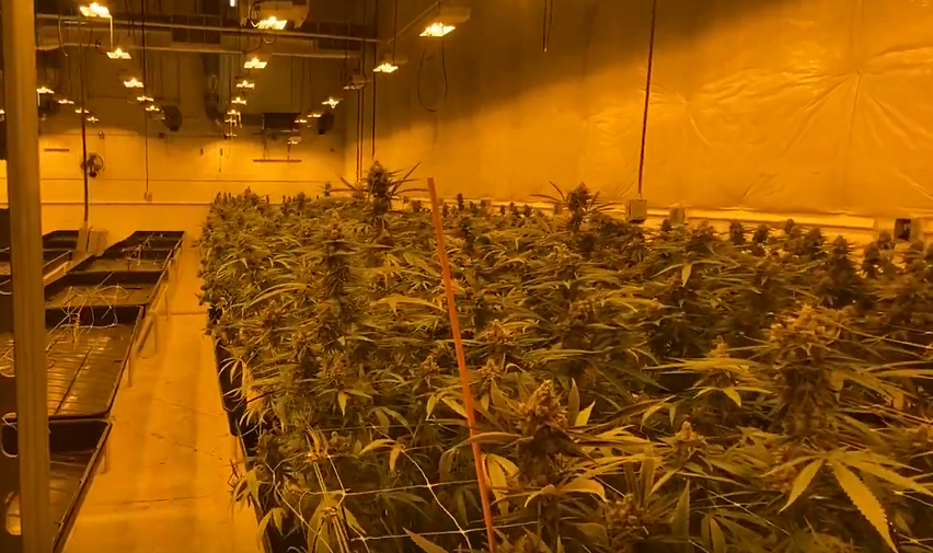 ogromna indoorowa plantacja marihuany na cele medyczne