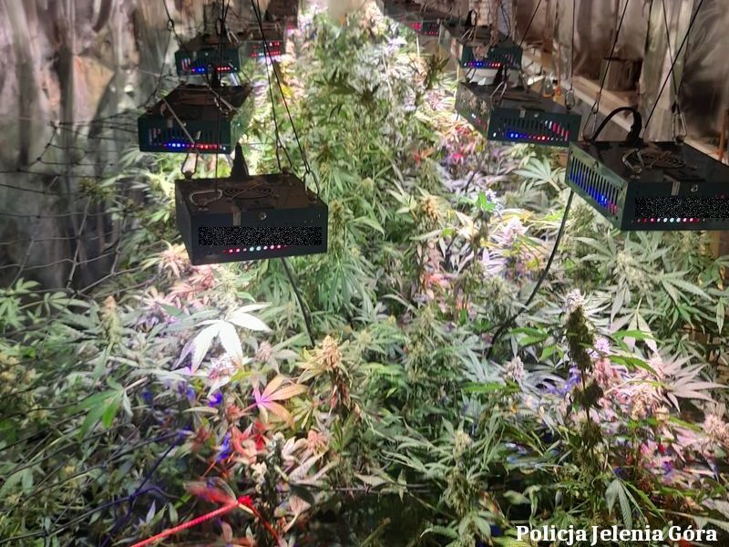 uprawa marihuany w growboxie w Jeleniej Górze