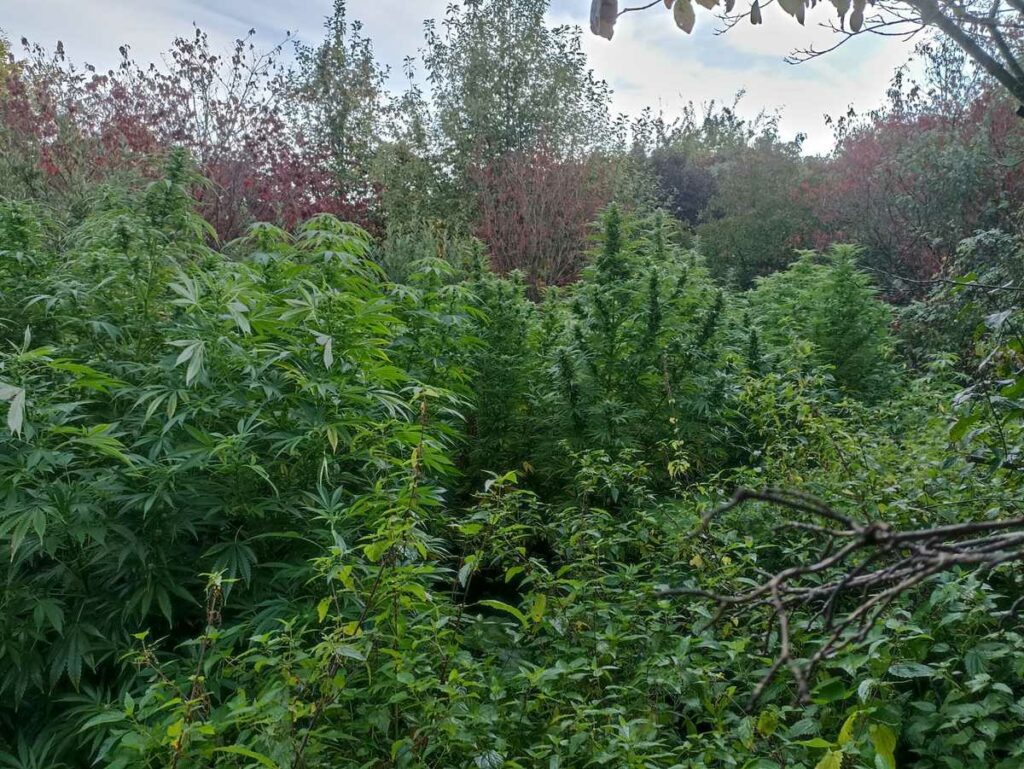 uprawa marihuany w lesie pod Wieliczką