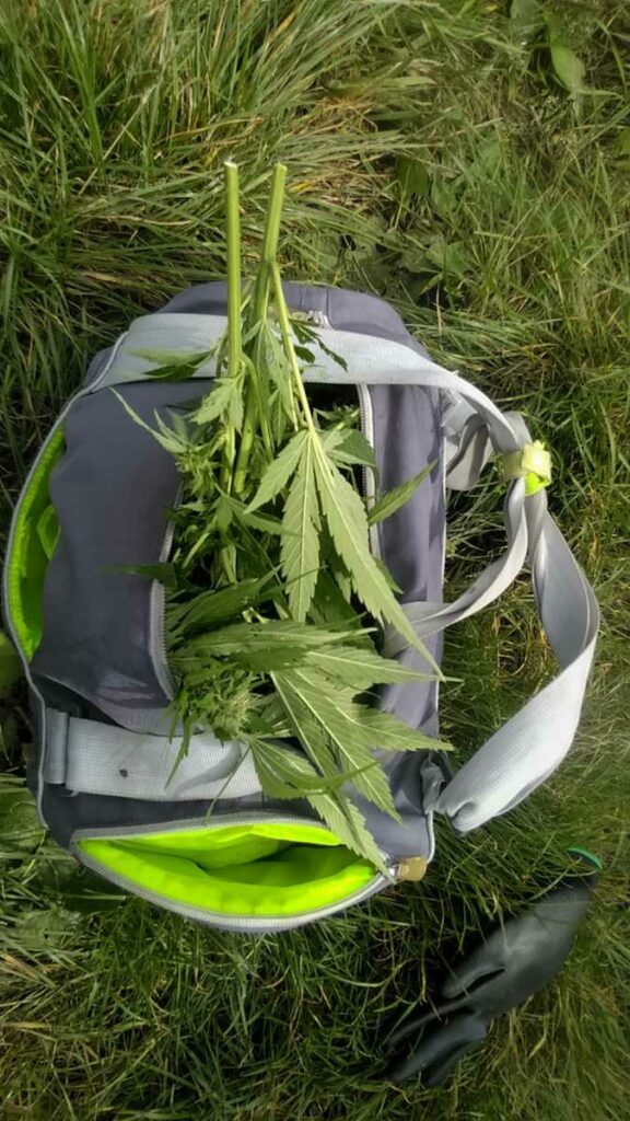 uprawa marihuany w lesie pod Wieliczką