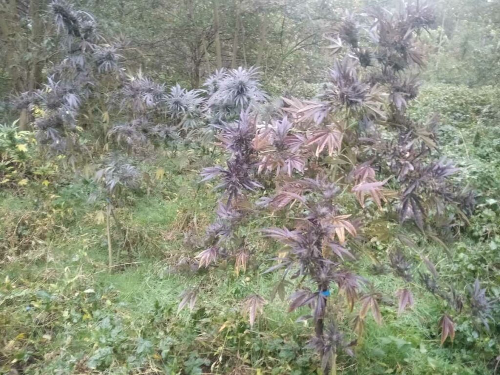 marihuana rosnąca w lesie w kędzierzynie-koźlu