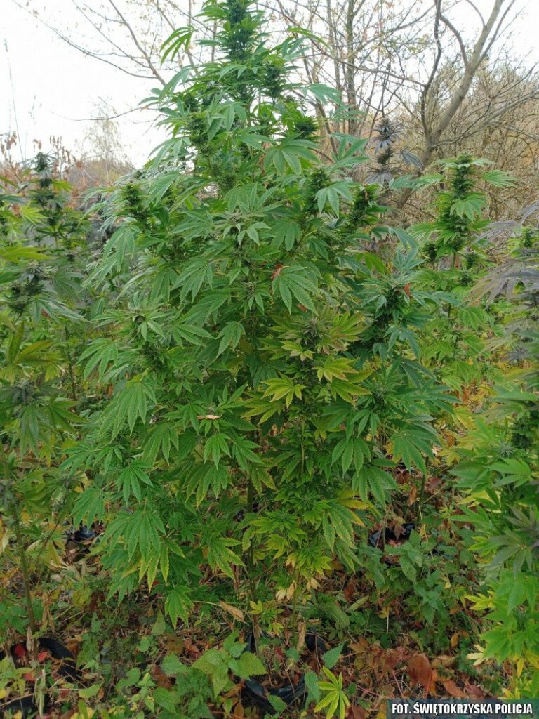 uprawa marihuany w lesie w świetokrzyskim