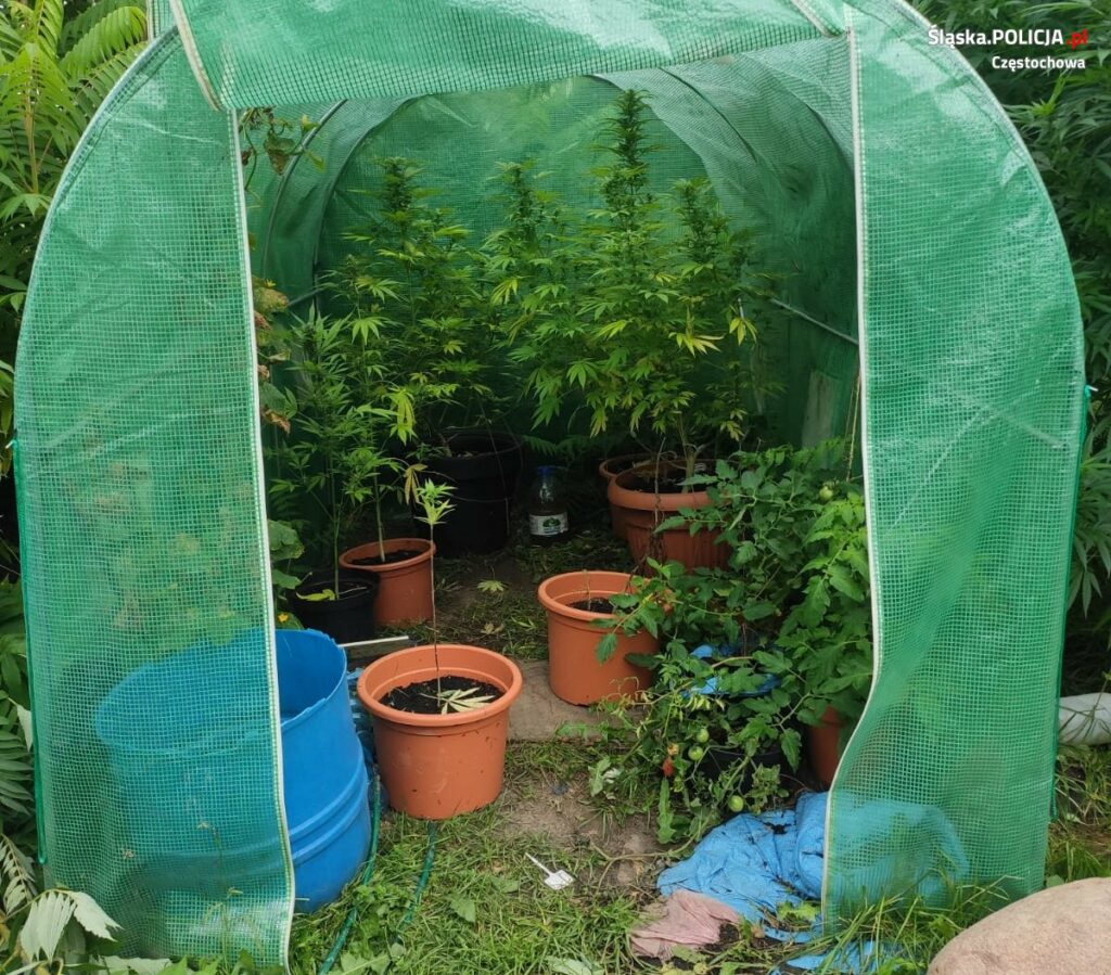 uprawa marihuany w namiocie z pomidorami