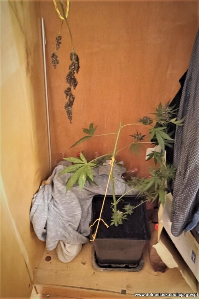 roślina konopi w szafie