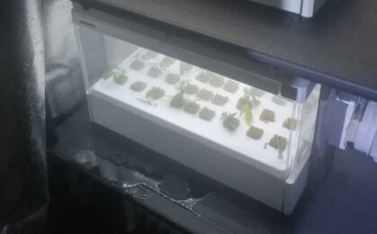 sadzonki marihuany w inkubatorze