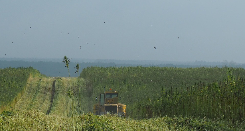 Powierzchnia upraw konopi przemysłowych w Polsce będzie rosnąć