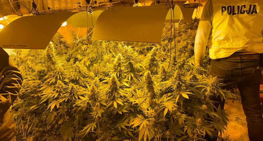 Weedomości konopne #24