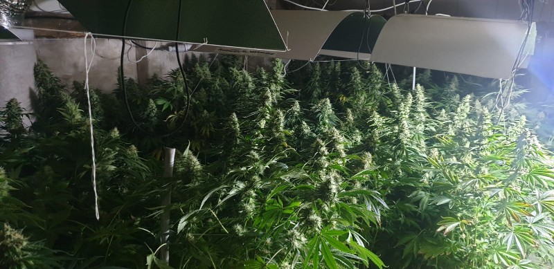 uprawa marihuany w stodole