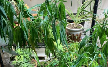 Zbyt silny wiatr w uprawie marihuany - poparzenie liści