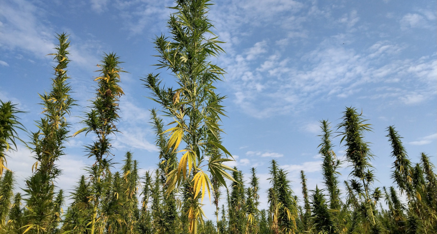 Zimbabwe podnosi limit THC w konopiach przemysłowych do 1% – dlaczego to takie ważne?