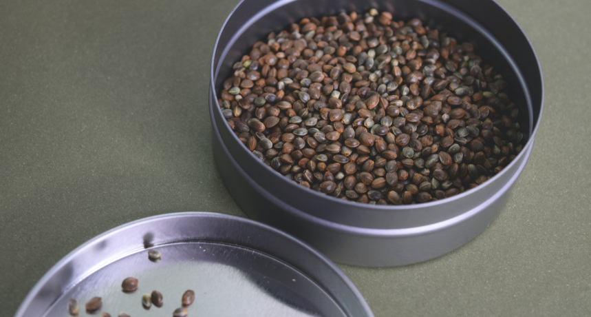 Łuski nasion konopi pomogą zadbać o zdrowie jelit