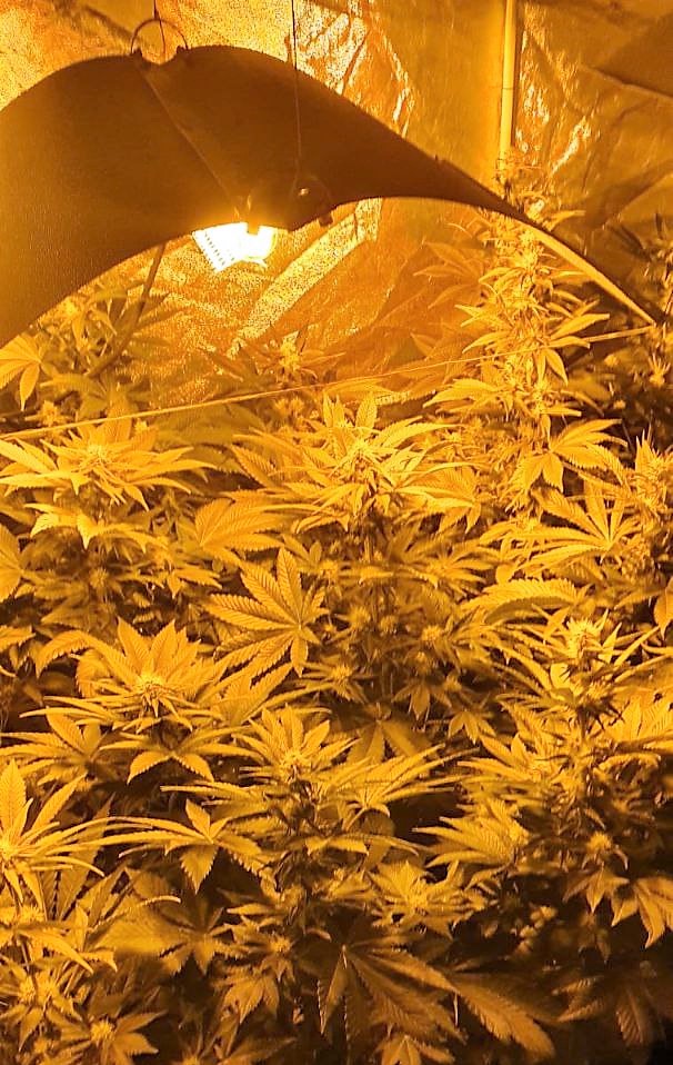liście marihuany w uprawie indoor